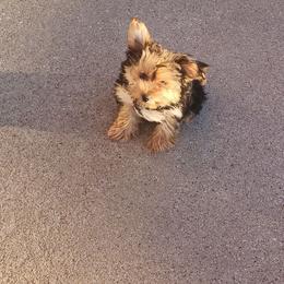 Girl 1 - Black and tan Yorkshire Terrier puppy in Fort Worth, Texas from Mina’s Minnies