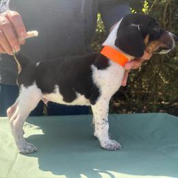 Buck - Blue ticked and tan male Bluetick Coonhound puppy in Mount Pleasant, Texas from Harmons Hounds