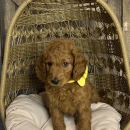 Mr. Yellow - Red  male Goldendoodle puppy in Blue Springs, Missouri from Farmstead 51
