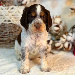 English Springer Spaniel Puppies from Cedarhaven Springer Spaniels