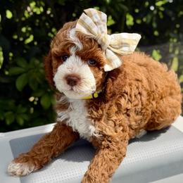 Marinara - Red  female Goldendoodle puppy in Miami, Florida from Jade’s Paws & Co. Of Miami LLC