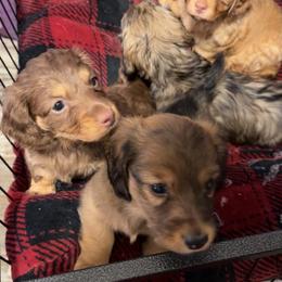 Dachshund puppies from Short and Sassy Doxies