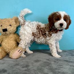 Snickers - Parti male Goldendoodle puppy in Pendleton, Oregon from Blushing Doodles