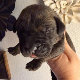 Green collar boy - Black brindle male Cane Corso puppy in St. Augustine, Florida from RG2 Cane Corsos