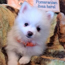 CC Girl 1 - Chocolate merle female Pomeranian puppy in Lore City, Ohio from Tonia's Pomeranians