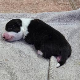 Athena - Black and white female Cardigan Welsh Corgi puppy in Atascadero, California from California Corgis and Kunes