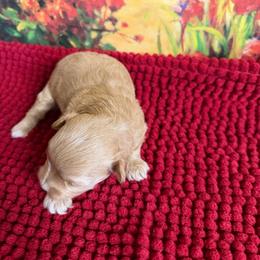 Iyla - Apricot female Maltipoo puppy in Lawrenceburg, Tennessee from LUV Poodles and Maltipoos