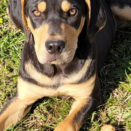 Catahoula Leopard Dog, Goldendoodle, Poodle, and Sheepadoodle Puppies from Prospect Catahoula Farms, LLC