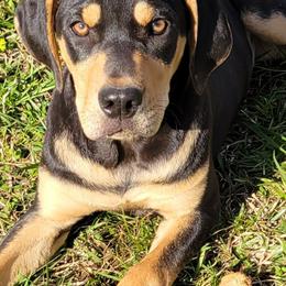 Catahoula Leopard Dog, Goldendoodle, Poodle, and Sheepadoodle Puppies from Prospect Catahoula Farms, LLC