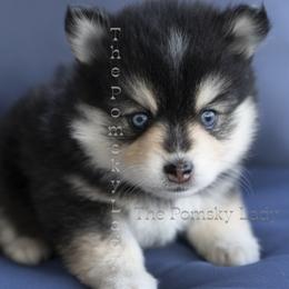 Sassy - Black and white female Pomsky puppy in Princeton, Texas from Pomsky Lady