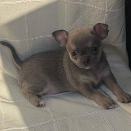 Fawn boy - Fawn male Chihuahua puppy in Summerfield, Florida from Uey’s Chihuahuas