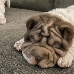 Chinese Shar-Pei from Jessica's Shar-Pei