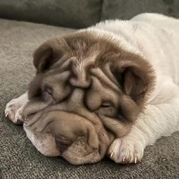 Chinese Shar-Pei from Jessica's Shar-Pei