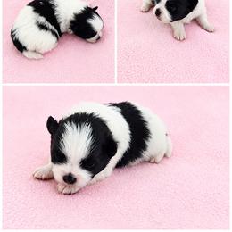 Strawberry - Black parti female Pomeranian puppy in Middlefield, Ohio from Twice The Love Pomeranians