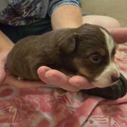 Kiku - Red & white male Toy Australian Shepherd puppy in Arlington, Texas from CopperHead Aussies