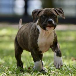 Boy 4 - Brown brindle male American Staffordshire Terrier puppy in St. Augustine, Florida from LBK & Ancient City