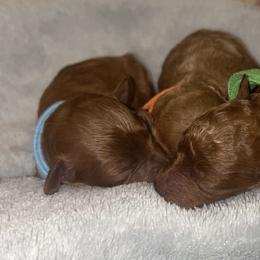 Poodle Puppies from Red Okie Maltipoos