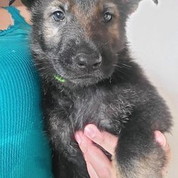 Boy 7 - Sable German Shepherd puppy in Wellington, Colorado from Altvater German Shepherds