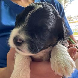 Marley - Tri-color male Bernedoodle puppy in Auburndale, Florida from Florida Mini Bernedoodles