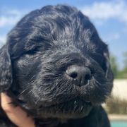 Liberty - Black Irish Doodle puppy in Dfw, Texas from Fife Doods