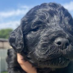 Liberty - Black Irish Doodle puppy in Dfw, Texas from Fife Doods