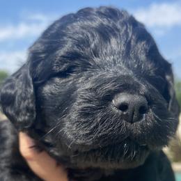Liberty - Black Irish Doodle puppy in Dfw, Texas from Fife Doods