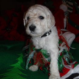 Boxer and Poodle Puppies from Painted Sunset Kennels