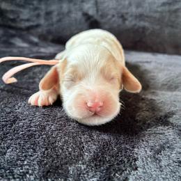Peach - Red and white female Cockapoo puppy in Adrian, Oregon from ApplebyFarm