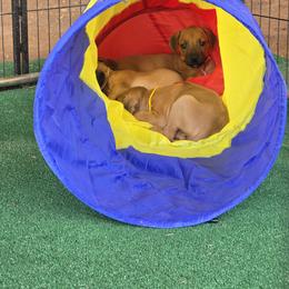 Rhodesian Ridgeback Puppies from Chilolo