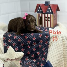 Pixie - Chocolate female Australian Labradoodle puppy in Citrus Heights, California from Elite Blend Labradoodles