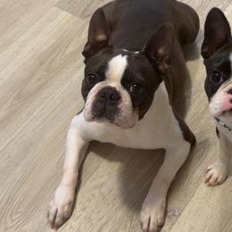 Boston Terriers from Lakeview Bostons
