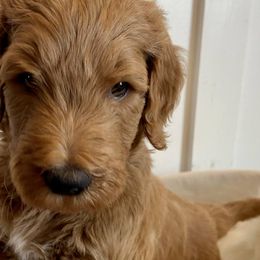 Xander - Red  Goldendoodle puppy in Pataskala, Ohio from Doodle Love