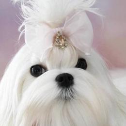 KHALEESI - Maltese