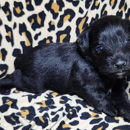 Boy 1 - Black Miniature Schnauzer puppy in Dearing, Georgia from Milburn Miniature Schnauzers
