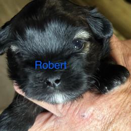 Robert - Grizzle male Lhasa Apso puppy in Snover, Michigan from Lhasa Fur Life