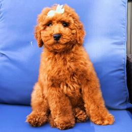 Tiramisu - Red  female Goldendoodle puppy in Miami, Florida from Haus of Pawz