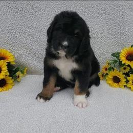 Archie - Tri-color male Bernedoodle puppy in Ball Ground, Georgia from Foothills Family Doodles