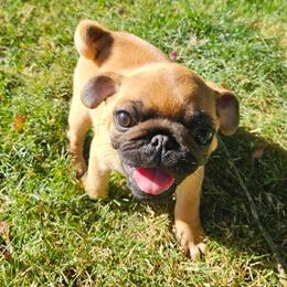 Pug puppies from Swift Pugs