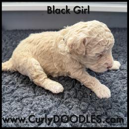 Black Girl - Apricot female Goldendoodle puppy in Taneytown, Maryland from Curlydoodles