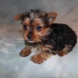 Tina - Black and tan female Yorkshire Terrier puppy in Saint Clair, Missouri from Missouri Yorkies