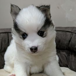 AxM g1 - White female Pomsky puppy in Charlotte, Michigan from Moore Pomskies