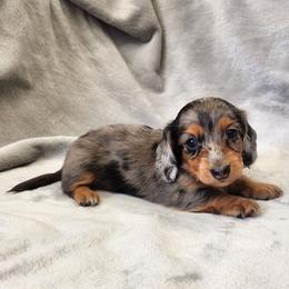 Cutie - Dapple female Dachshund puppy in Trenton, Florida from Kings Dachshunds