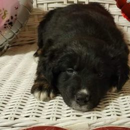 Australian Shepherds from FullMoon K9s’