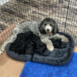 Luna - Sheepadoodle