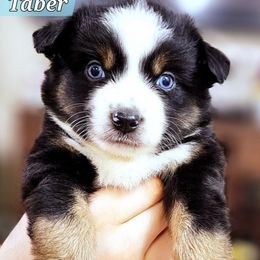 Taber - Black tri male Miniature Australian Shepherd puppy in Punta Gorda, Florida from Christie's Creekside Aussies