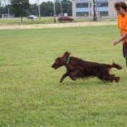 Irish Setter All Grown Up from Chimera Irish Setters