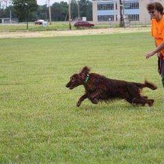 Irish Setter All Grown Up from Chimera Irish Setters