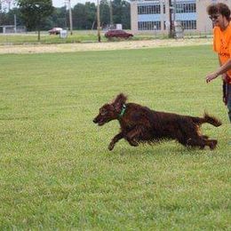 Irish Setter All Grown Up from Chimera Irish Setters