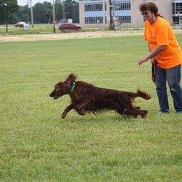 Irish Setter All Grown Up from Chimera Irish Setters