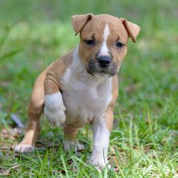 Boy 3 - Red male American Staffordshire Terrier puppy in St. Augustine, Florida from LBK & Ancient City